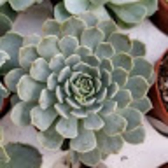 Meet your Posher, Lindsey - Picture 1 of 1